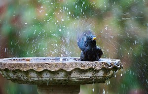 Beautiful bird baths that will send your heart all of a flutter