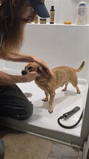 11K views · 386 reactions | Minion still when his face is washed #theoneandonlyminion #narrowayhomestead #dogbath #doggrooming #DogTraining | Oneandonlyminion | Facebook