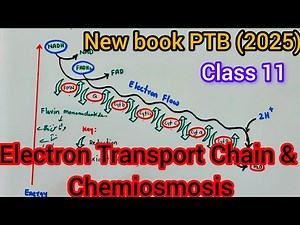 Electron Transport Chain & Chemiosmosis | Class 11 Biology | PTB 2025 | Complete Explanation