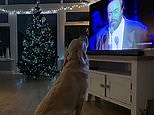 Hilarious moment labrador 'sings' White Christmas with opera tenors