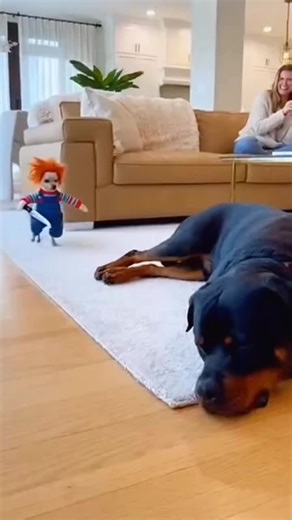 Hilarious Dog Moments That Will Make You Smile