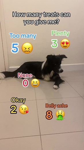 Border Collie Treat Challenge