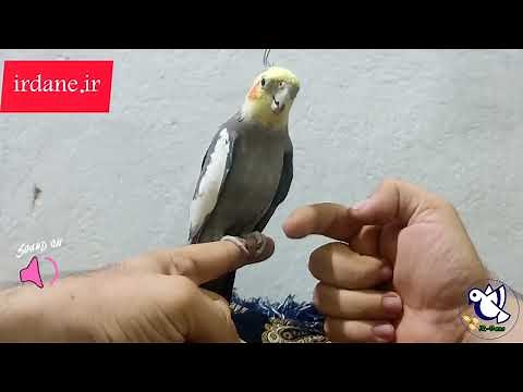 صدای جذاب و شنیدنی عروس هلندی (سوت زدن عروس بانمک)