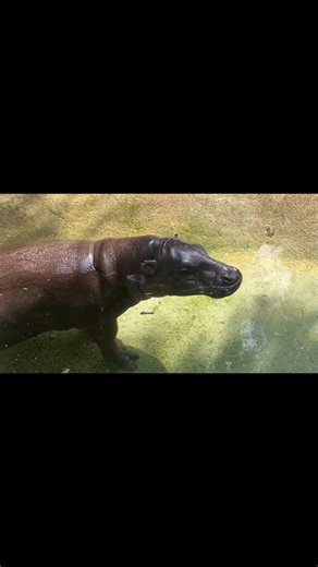 Say less 🦛Hippo ear wiggles are elite. #GPZoo #hippo #pygmyhippo #wiggle | Gladys Porter Zoo