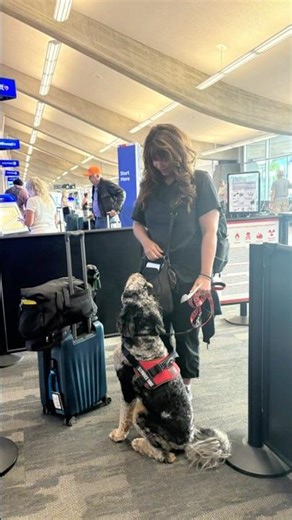flying with a service dog #servicedog #dogtraining #therapydog ￼