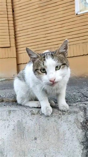 beautiful cat eyes 😍#shorts #cute #animals