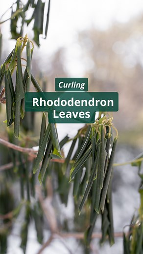 Have you ever spotted your rhododendron leaves curled up on cold days? Catherine Kaczor, our horticulturist in the Giles Rhododendron and Perennial Garden, explains what's happening! | Coastal Maine Botanical Gardens