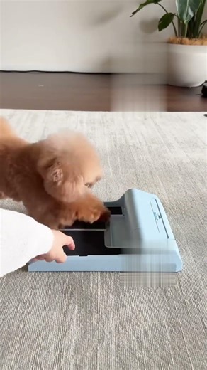 Cute Dog Learns to Use Treat Machine