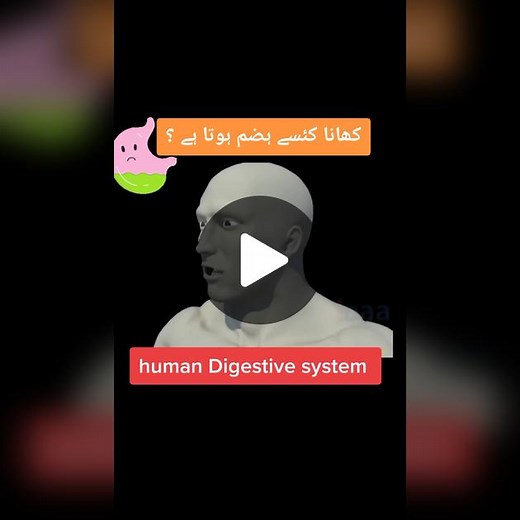 Exploring the Human Digestive System: Anatomy & Functions