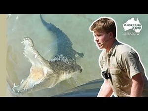 Robert Irwin's Croc Profiles - Scrappa | Australia Zoo Life