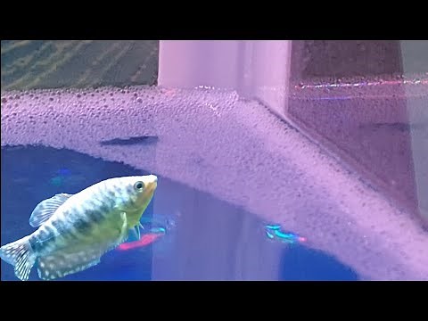 foam on aquarium water - reasons and ways to eliminate bubbles in your fish tank
