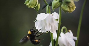 Les bourdons peuvent résoudre des puzzle en observant leurs congénères