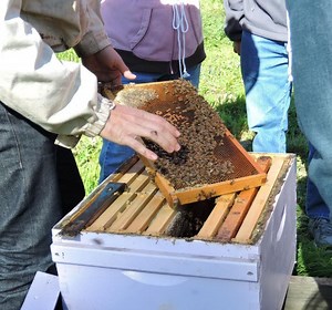 UC Davis Announces Upcoming Beekeeping Courses - From Novice to Advanced