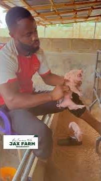 How To Clip Piglets Teeth And Dock Their Tail #pig #piglet