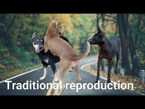 Natural canine reproduction /Dog meeting behavior in public