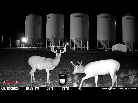 Spypoint Flex G36 Trail Cam Footage