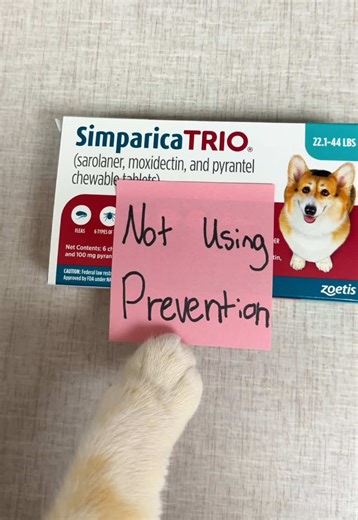 Heartworm prevention is one of the simplest ways to protect your pet, and one of the most important! 💙 Heartworms are spread through mosquito bites 🦟 Once infected, the worms grow and live in the heart and lungs, often without obvious symptoms early on! Finding out if a pet is heartworm positive starts with a simple blood test. If positive, additional testing helps us determine the safest treatment plan. Treatment is long, can be expensive, and requires injections, strict rest, and careful mon