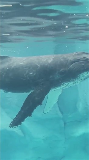 top sea mammals in the world