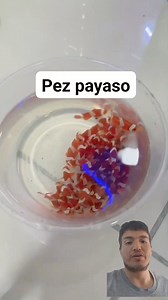 BUSCANDO A NEMO 😅 #nemo #fish #aquarium | Ralfish Acuarismo
