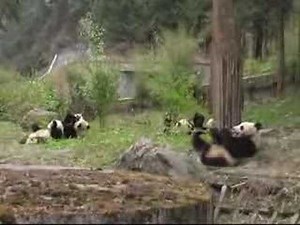 Take a look inside the world's largest Giant Panda breeding