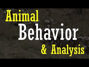 Animal Behavior & Analysis