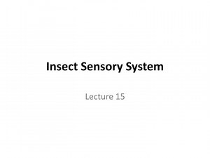 Insect Sensory System - SlideServe