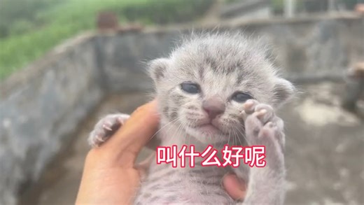 布偶猫跟狸花猫生出来的小猫长什么样子呢