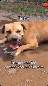 48K views · 865 reactions | These great dogs have $0 adoption fees, and that’s no lie! Visit Toronto.ca/adoptapet to see all of the adoptables, but act fast! Our adoption campaign - and waived fees, end on July 20! | Toronto Animal Services | Facebook