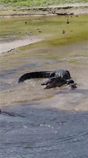 Gator gets punked by a plant 🤣