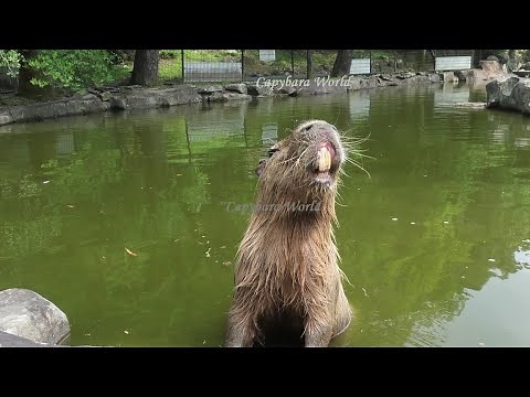 How Capybaras Swim When They Are Relaxing