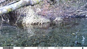 File:Magpie stealing bait from a trap.webm - Wikimedia Commons