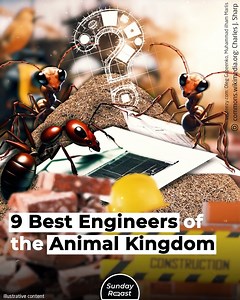 From insects to cephalopods, some animals are capable of engineering feats humans can only gape at. | Sunday Roast