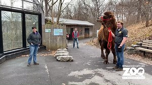 291K views · 746 reactions | With the Wildlife Trail deserted due to our temporary closing, it was the perfect weekend for Bactrian camels Patrick and George to take a big walk. They provided lots of enrichment to other animals along the way, including Amur tiger Thimbu. (Part 1 of 3) #syracusezoo #BactrianCamels #TwoHumps #BringingTheZooToYou #ClosedButStillCaring | Rosamond Gifford Zoo | Facebook