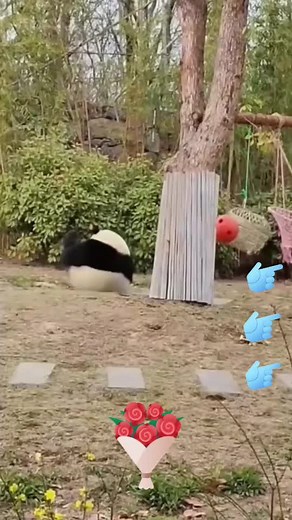 Watch this adorable panda bear do a full flip like a pro gymnast! 🐼🤸‍♀️ #PandaFlip #CuteOverload #GymnastBear #panda #pandaexpress