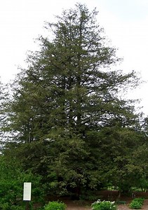 Chamaecyparis pisifera - Alchetron, The Free Social Encyclopedia