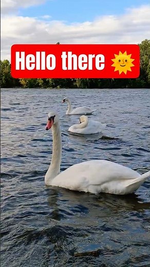 Graceful Swan Swimming Toward You 🦢✨ | Relaxing 4K Nature