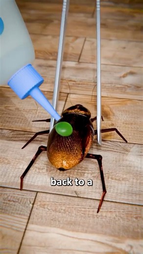 69K views · 294 reactions | How to make a cockroach train #xyzbca #fyp #couplegoals #couple #explorepage #explore #reels #comedy #reelsinstagram #instagramelf #foryoupage #trending #relationshipgoals #instagramreels #relatable #foryou #trendingreels | Whoisdxvii | Facebook