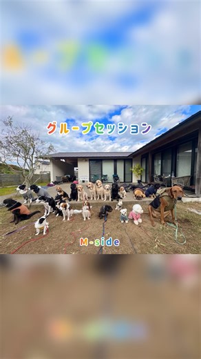 M-side DBS MIYAMA on Instagram: "グループセッション✨ ありがとうございました😊 #dbsmiyama #ドッグトレーナー #関係性の専門家 #ドッグビヘイバースペシャリスト #パックコントロール ボーダーコリー ボーダーMIX ビーグル ラブラドール ブルマスティフ MIXあんこ チン コイケルホンディエ ポメプーこんぶ チワワ マルプー ビションフリーゼ なまず グループセッション プライベートセッション パックウォーク グループトレーニング 犬のしつけ 犬の問題行動 ドッグトレーニング お泊り合宿 オビトレ パックコントロール アジリティ 出張トレーニング ドッグビヘイバー ドッグトレーナー ドッグレスキュー 興奮 ぶっ込み 引っ張り 吠え 噛み msiderescueddog 深山天次光 dbsmiyama"