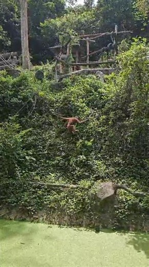 Orange Orangutan Climbing Through the Trees Like a Pro 🦧🌳