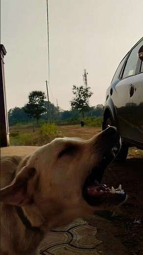 Labrador barking ❤️🐕# Shorts # youtube # trending # viral # dog # barking sound #