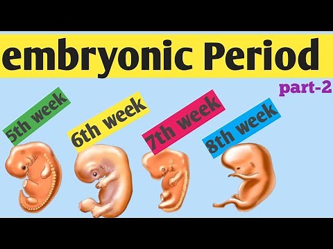 embryonic period : 3rd - 8th Weeks : explained in Amharic #embryology #Ethiopia #healtheducation
