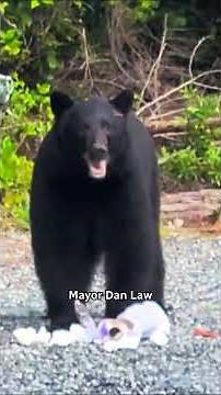 Not so bear-proof: Tofino bears make quick work of garbage bins