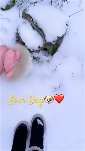 🌲🏠#Київобл#ПрогулочкизDog🫶🏻