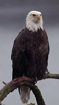 The Stoic Guardian: An Eagle in the Rain #nature #eaglediving #baldeagle