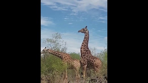 Must-See Giraffes Engage in Fascinating Mating Dance