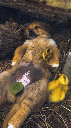 justice for Voiceless on Instagram: "♥️♥️♥️♥️ #dogsofinstagram #justicedogs #justicedogs⚖️🐶"