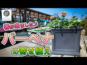 春が来ました！「簡単でおしゃれ！」バーベナの寄せ植え #32
