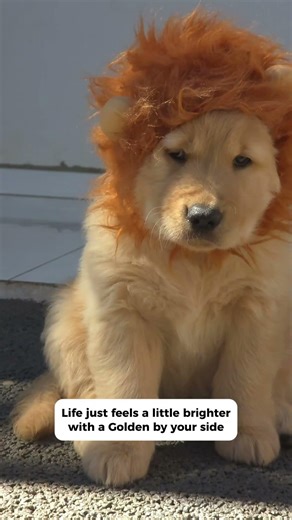 Here’s just a few reasons why you should get a Golden! 😂💛
