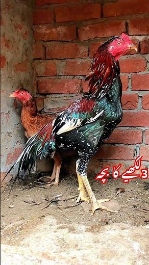 pure pakistani aseel murgha