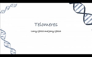 Telomere, Aging, and Cancer